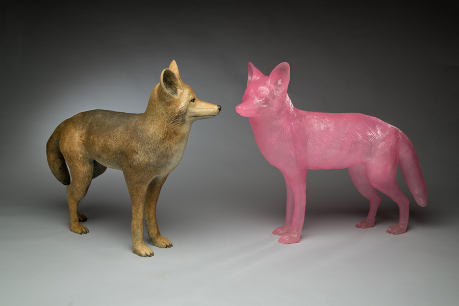 Pasadena Coyote Meets Portland Pink Pasadena Coyote Meets Portland Pink