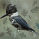 BELTED KINGFISHER WITH OAK LEAVES