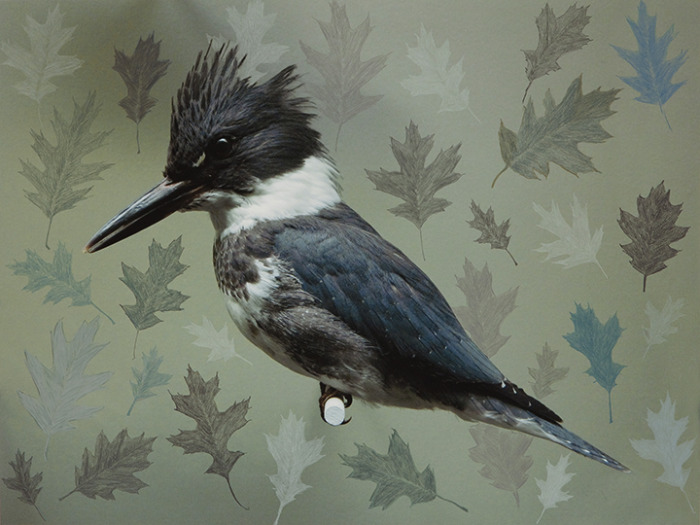 BELTED KINGFISHER WITH OAK LEAVES