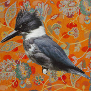 BELTED KINGFISHER WITH (RED) ELLIPSE FIELD