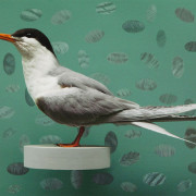 FORSTER'S TERN 1 OF 5 UNIQUE