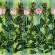5 PINK ROSES