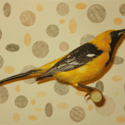 HOODED ORIOLE 1 OF 5