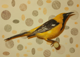 HOODED ORIOLE 1 OF 5