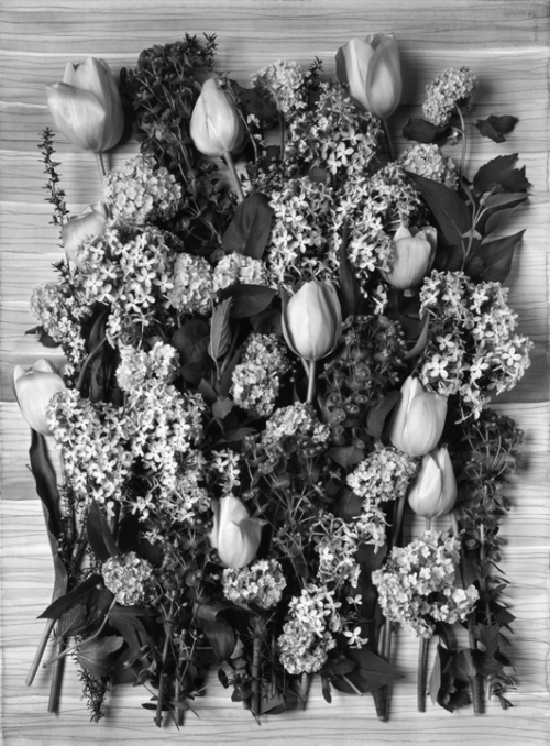 TULIPS AND LILACS (B&W) 2005