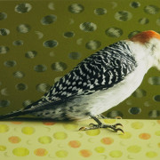 RED-BELLIED WOODPECKER WITH FEATHER ELLIPSE 1 OF 5